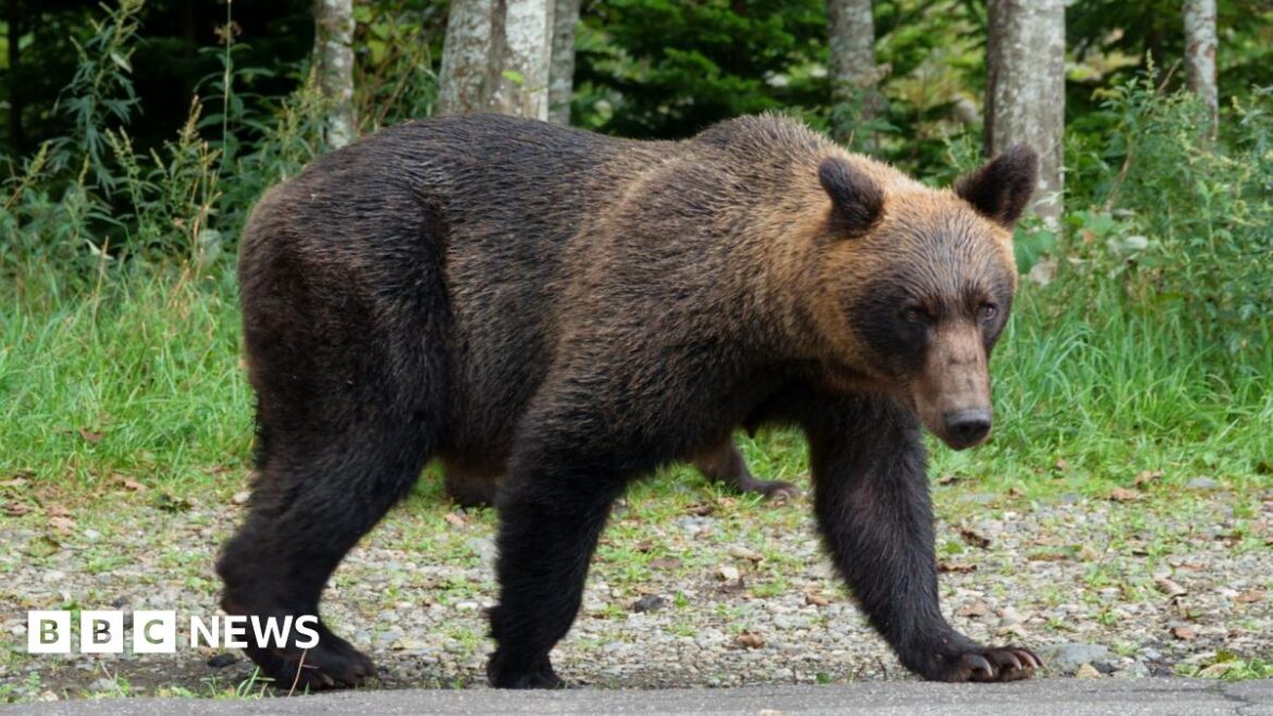 A Japanese Brown bear walking on a road in Hokkaido