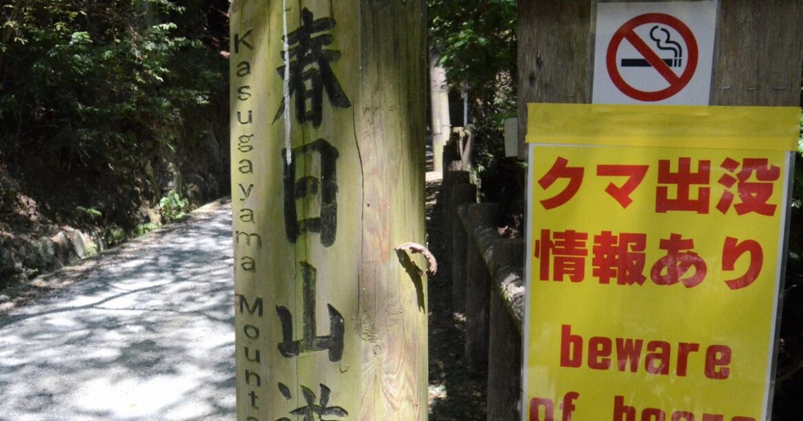 Nearly 80% of hikers anxious about bears as autumn colors arrive in Japan: survey Nearly 80% of hikers anxious about bears as autumn colors arrive in Japan: survey