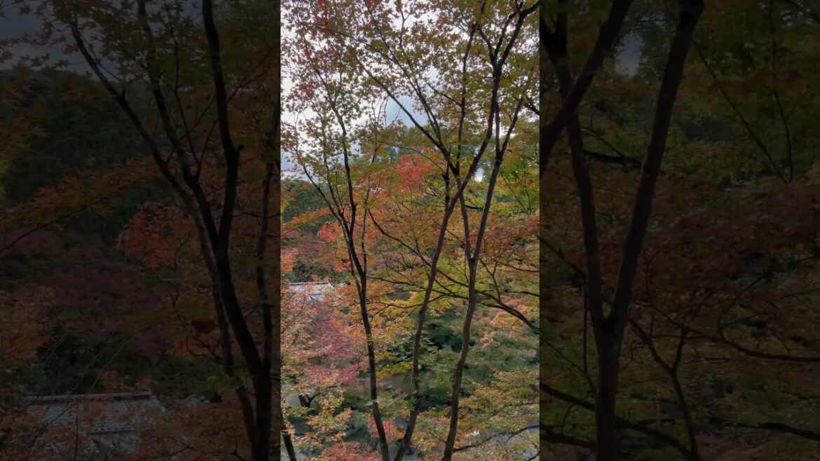 【KYOTO】Must-See Autumn Leaves Spot – Tofukuji Temple 【KYOTO】Must-See Autumn Leaves Spot - Tofukuji Temple
