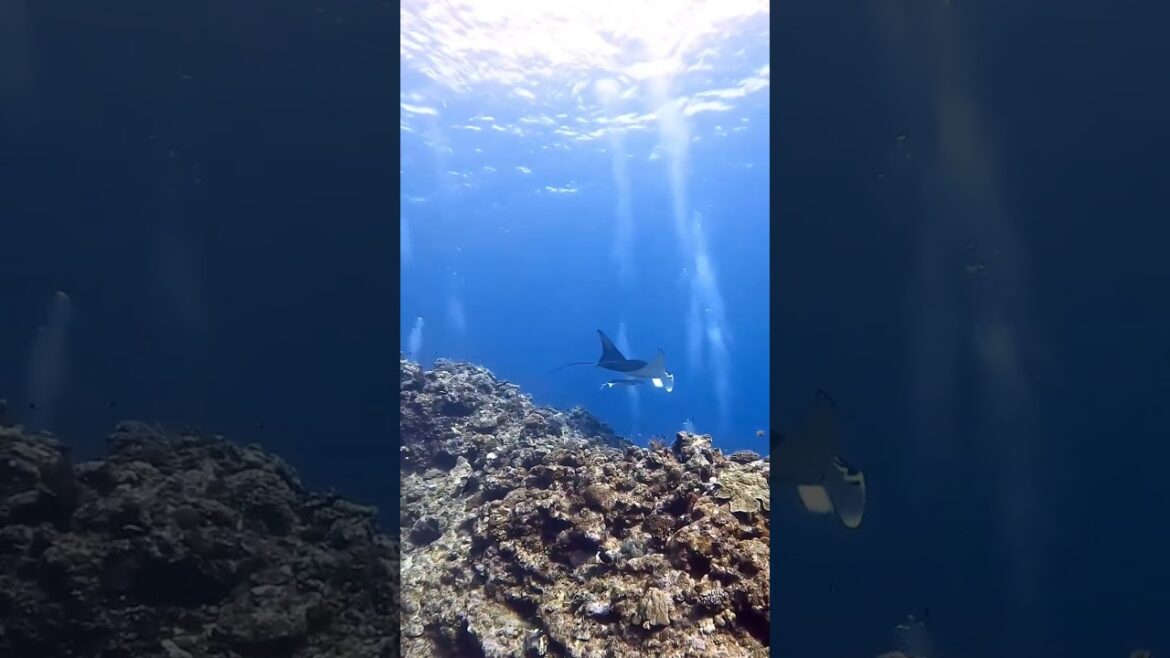 Magical moment with a Manta ray in Ishigaki island – Okinawa Magical moment with a Manta ray in Ishigaki island - Okinawa