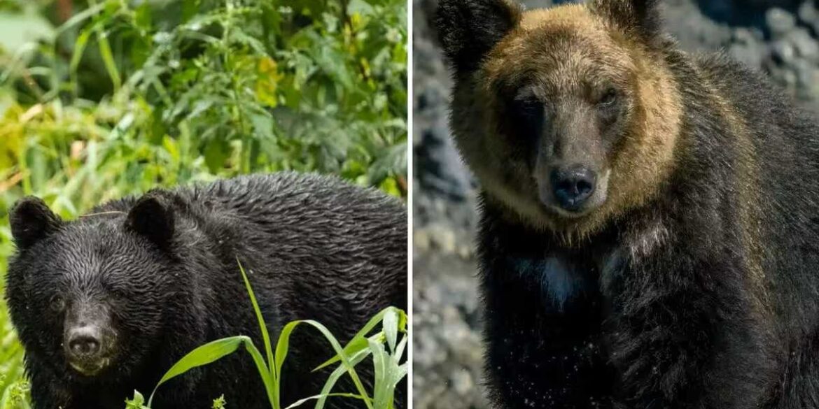 Japan deploys troops to tackle the country's bear attack problem