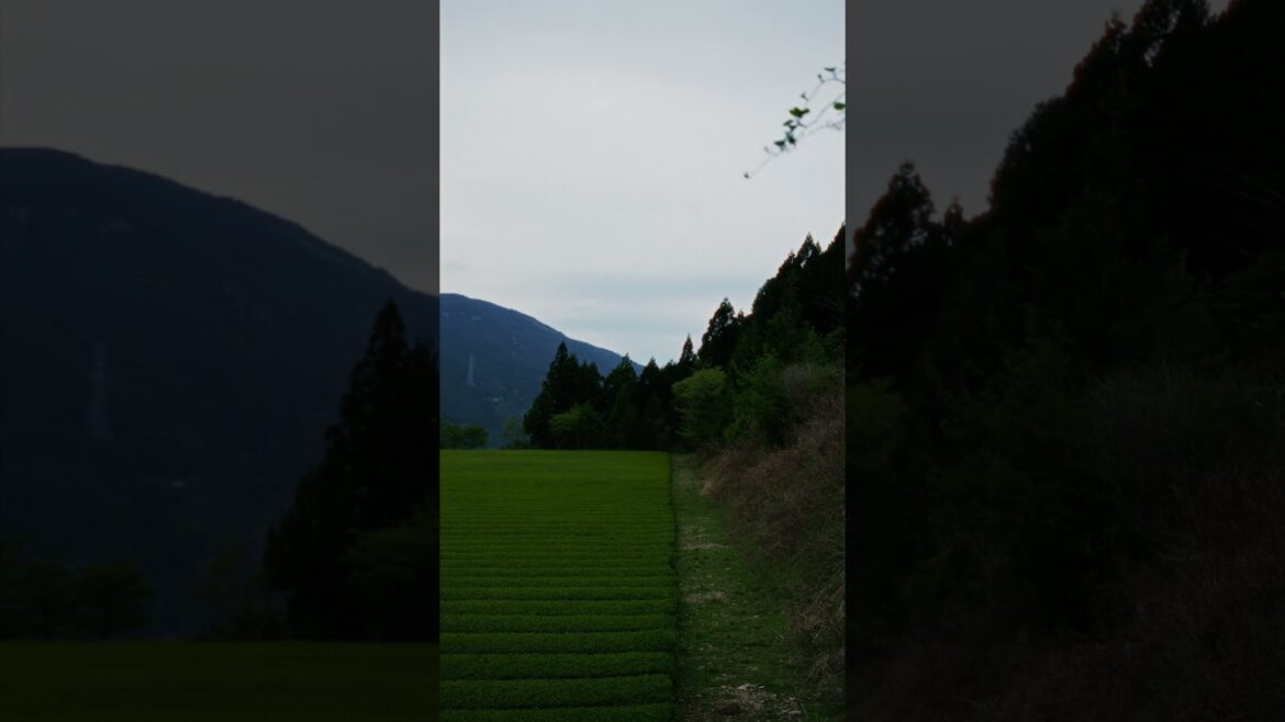 Tatsuyamacho Shimohirayama, Japan April 2025