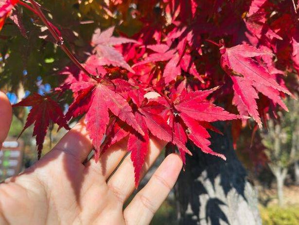 Close-Up of Red Japanese Maple Leaves Held by Hand in Autumn Sunlight