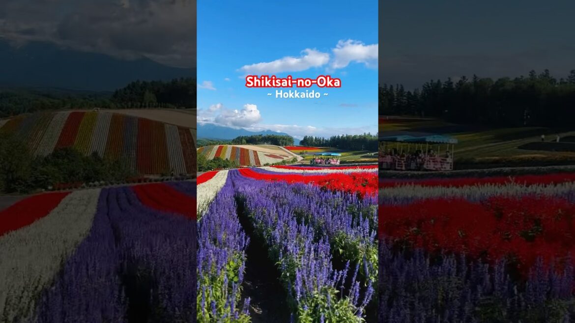 Feels like a painting! #ShikisaiNoOka #biei #Hokkaido #japan #japantravel #japanvlog #japanese