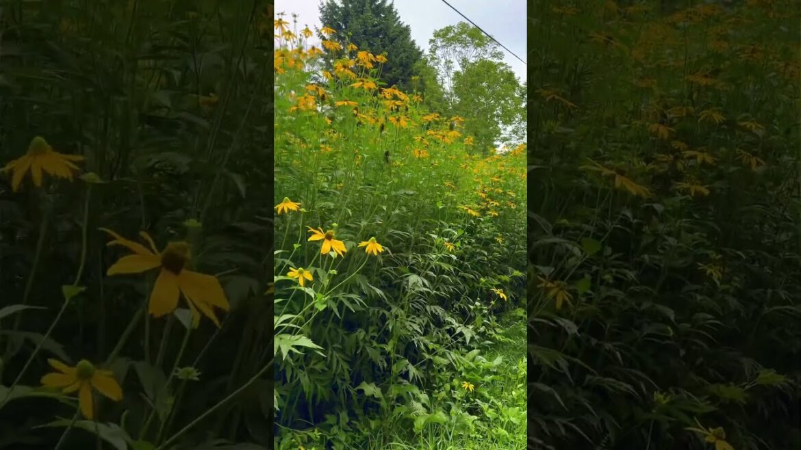 My First Adventure in Hokkaido, Japan! #trending #travelvlog #hokkaido #japan #viral