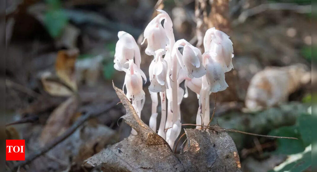 The Ghost Plants of Japan: How they survive where sunlight never reaches |