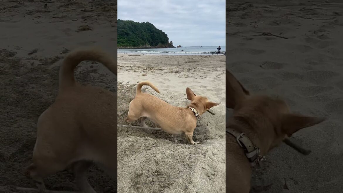 Shimoda beach, Izu, Japan.  #japan #travel #doglife