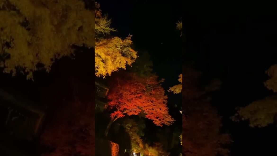 【JAPAN】 Must-See Tourist Attraction – Hiyoshi Taisha Red Leaves 【JAPAN】 Must-See Tourist Attraction - Hiyoshi Taisha Red Leaves