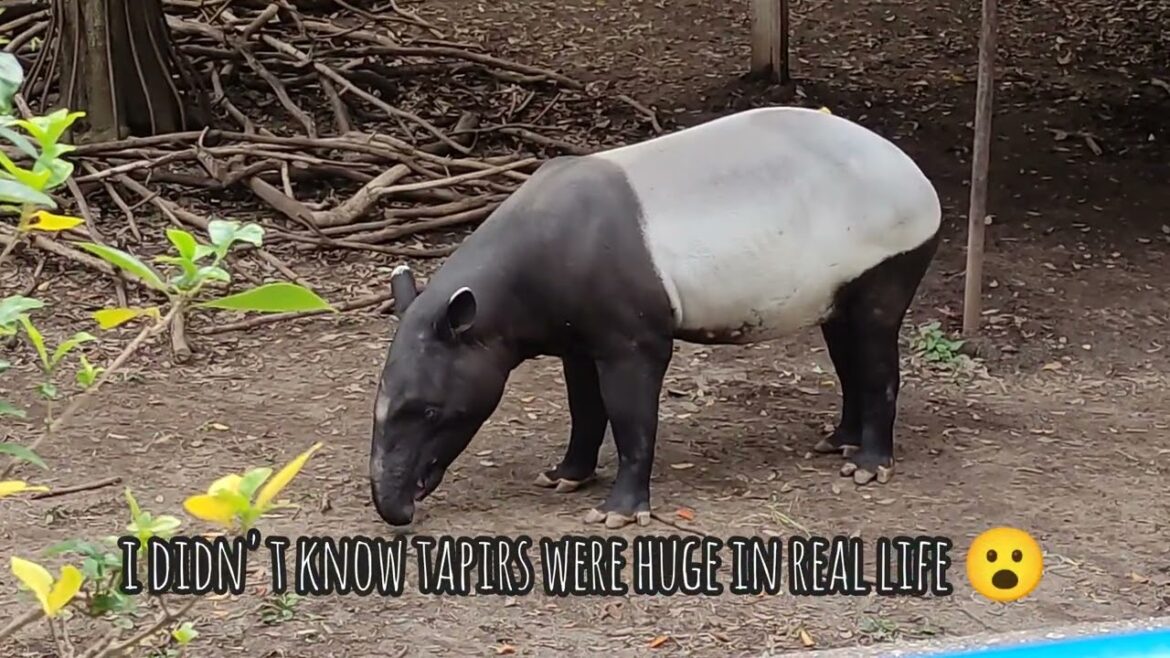 CHIBA ZOOLOGICAL PARK JAPAN NOV 2025 FULL EXPERIENCE