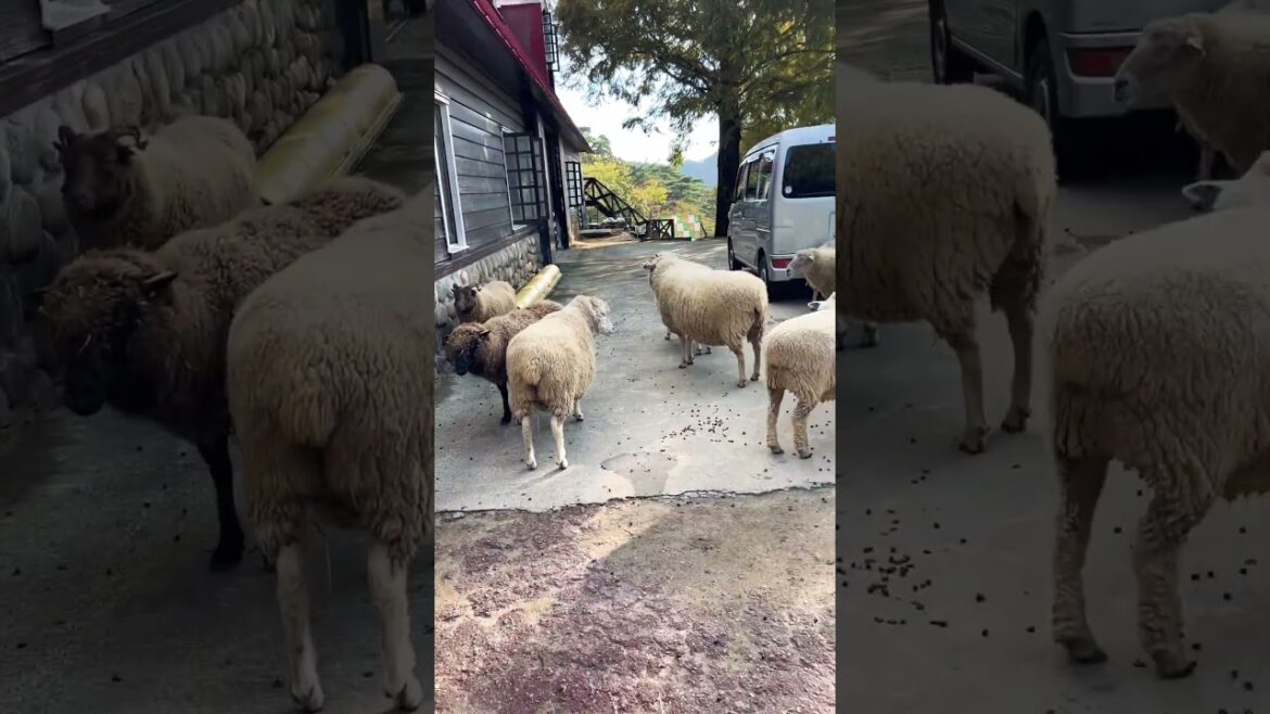 【KOBE】Must-See Tourist Attraction - Rokkousan Pasture