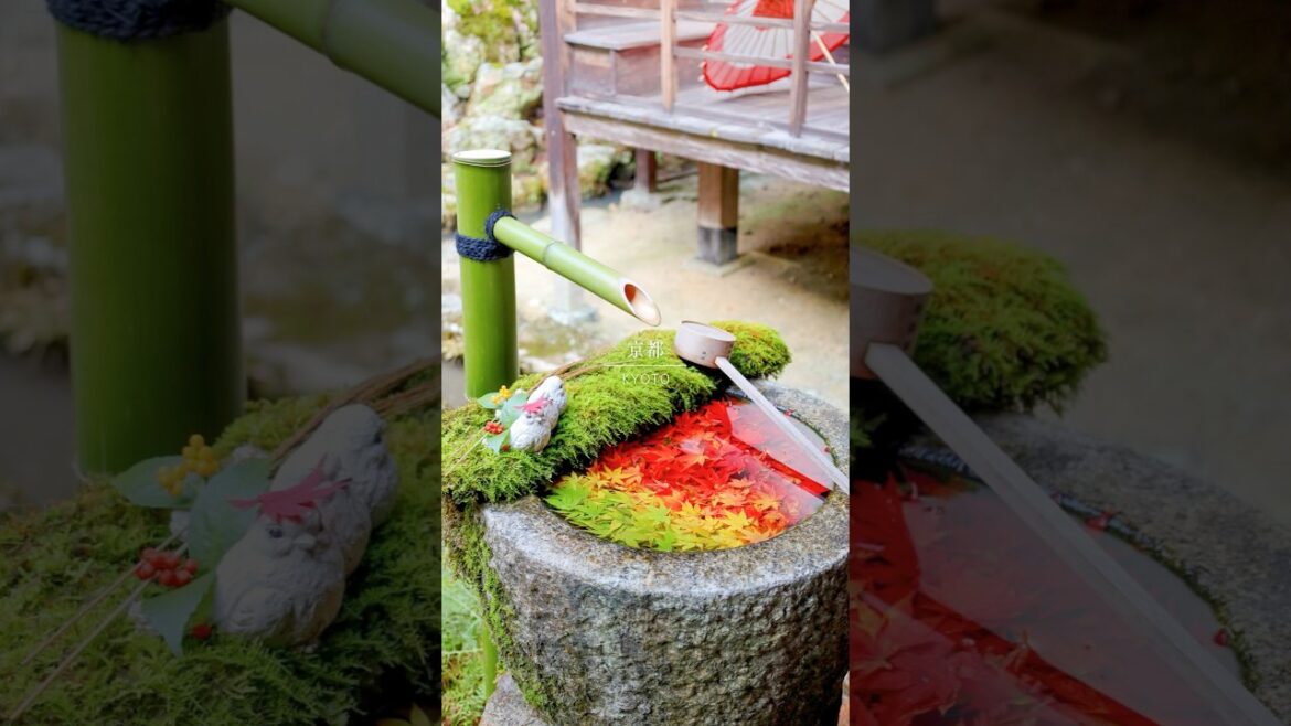 【この秋行きたい京都の紅葉スポット】Best Kyoto Autumn 【この秋行きたい京都の紅葉スポット】Best Kyoto Autumn