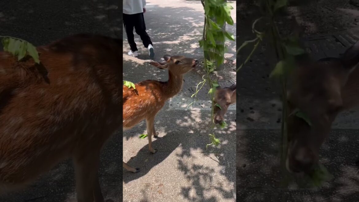 Hiroshima : Day 3 of my Japan trip. #hiroshima #japan #travel #budget #yjhd Hiroshima : Day 3 of my Japan trip. #hiroshima #japan #travel #budget #yjhd