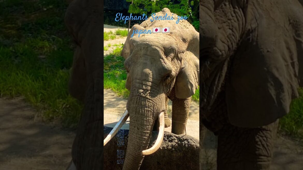 Yagiyama sendai zoo japan🇯🇵🇯🇵 Yagiyama sendai zoo japan🇯🇵🇯🇵