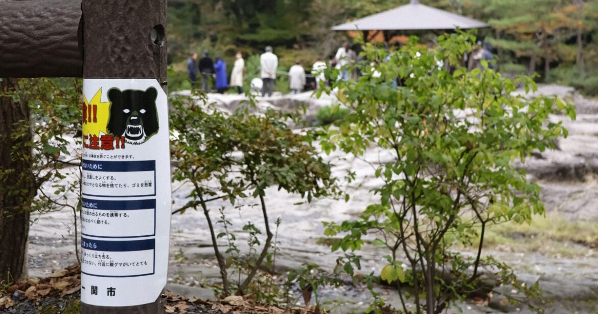 Bear attacks in northeastern Japan deflate tourism amid peak fall foliage