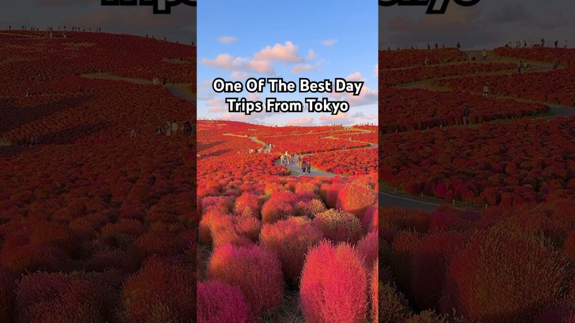 The best day trip from Tokyo! 🇯🇵 #japantravel #hitachiseasidepark #beautifuldestinations