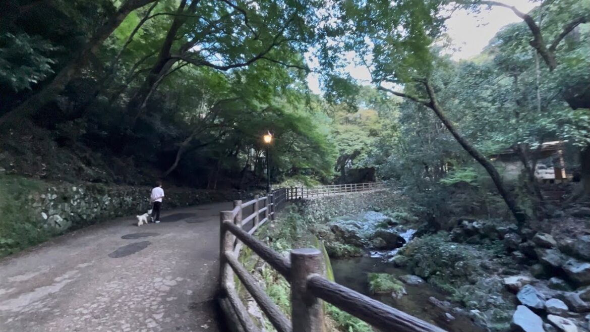 ๐ฏ๐ต Minoh Falls Trail Japan ๐๏ธ | Gorgeous Dusk Nature Walk ๐ณ | 4K HDR 60FPS Walking Tour ๐ฏ๐ต ๐ฏ๐ต Minoh Falls Trail Japan ๐๏ธ | Gorgeous Dusk Nature Walk ๐ณ | 4K HDR 60FPS Walking Tour ๐ฏ๐ต