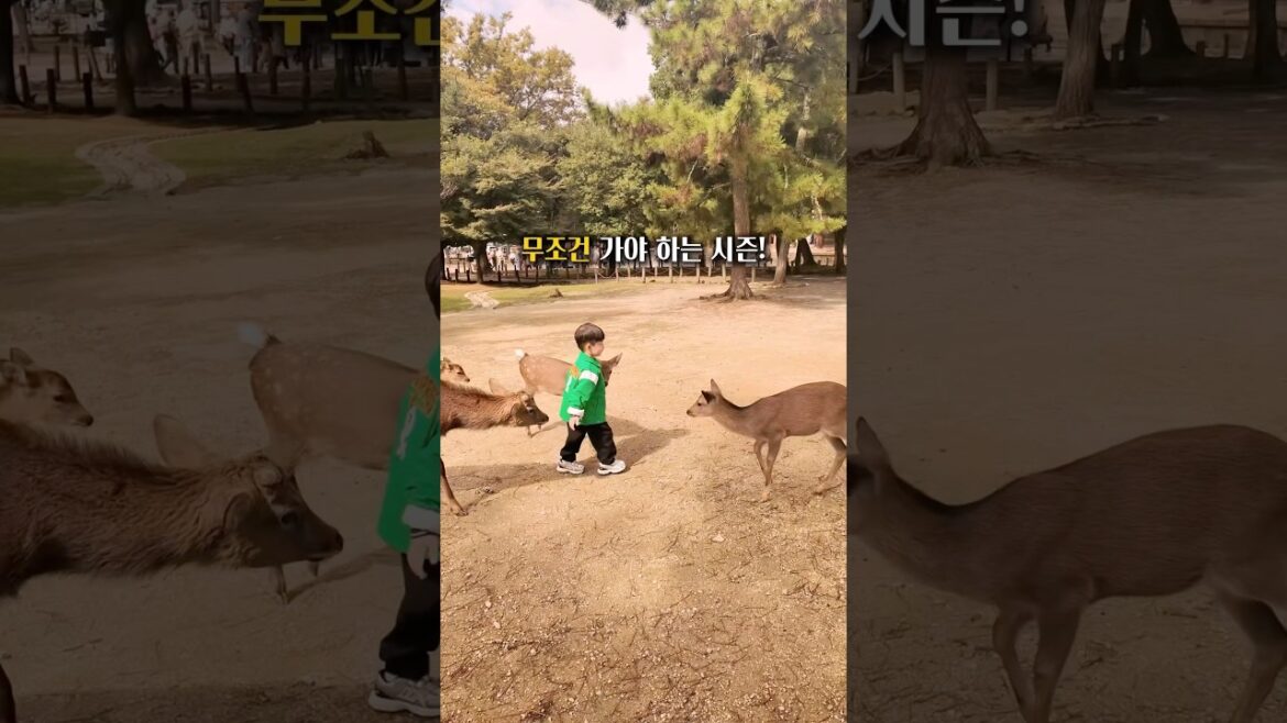 가을부터 무조건 가야하는 여행지 #교토 #오사카