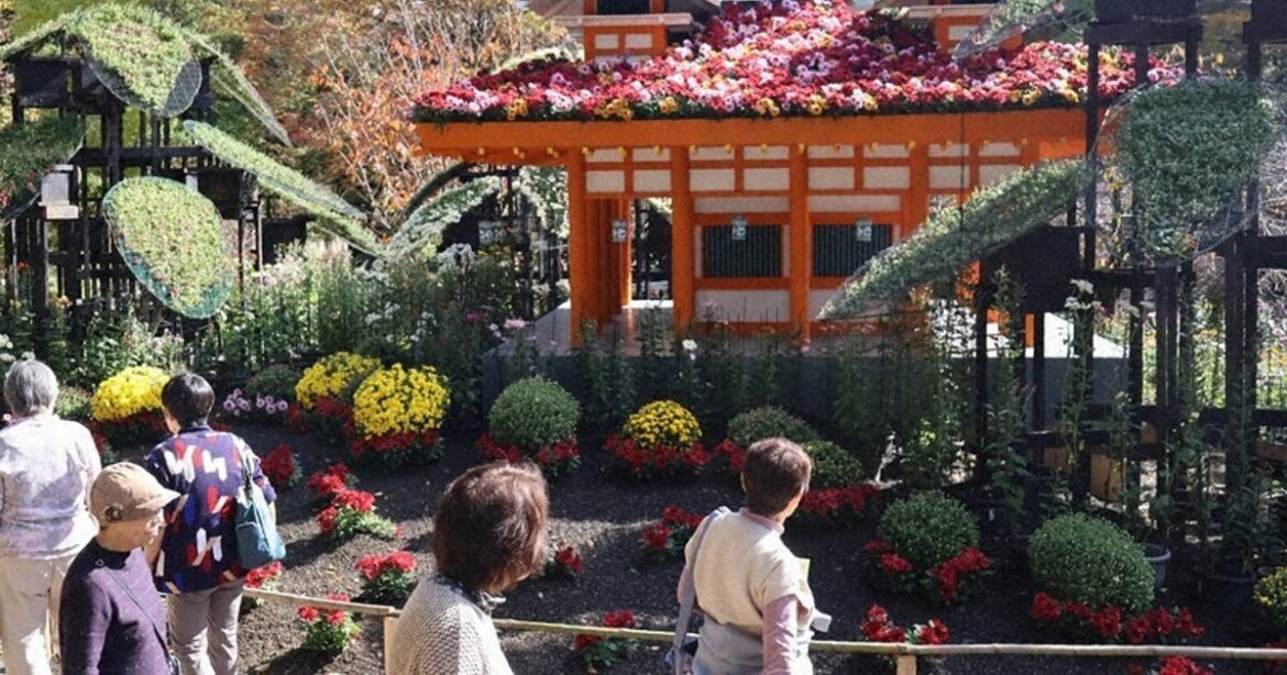 8,000 pots of chrysanthemums adorn Kyoto-themed installations at central Japan festival 8,000 pots of chrysanthemums adorn Kyoto-themed installations at central Japan festival