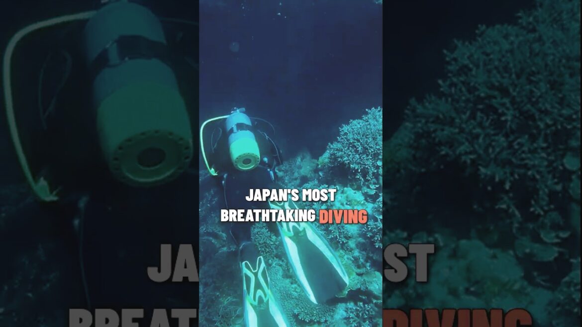 Tokashiki has the Best Diving in Japan #traveljapan #shorts #diving #islandlife #visitjapan #scuba Tokashiki has the Best Diving in Japan #traveljapan #shorts #diving #islandlife #visitjapan #scuba