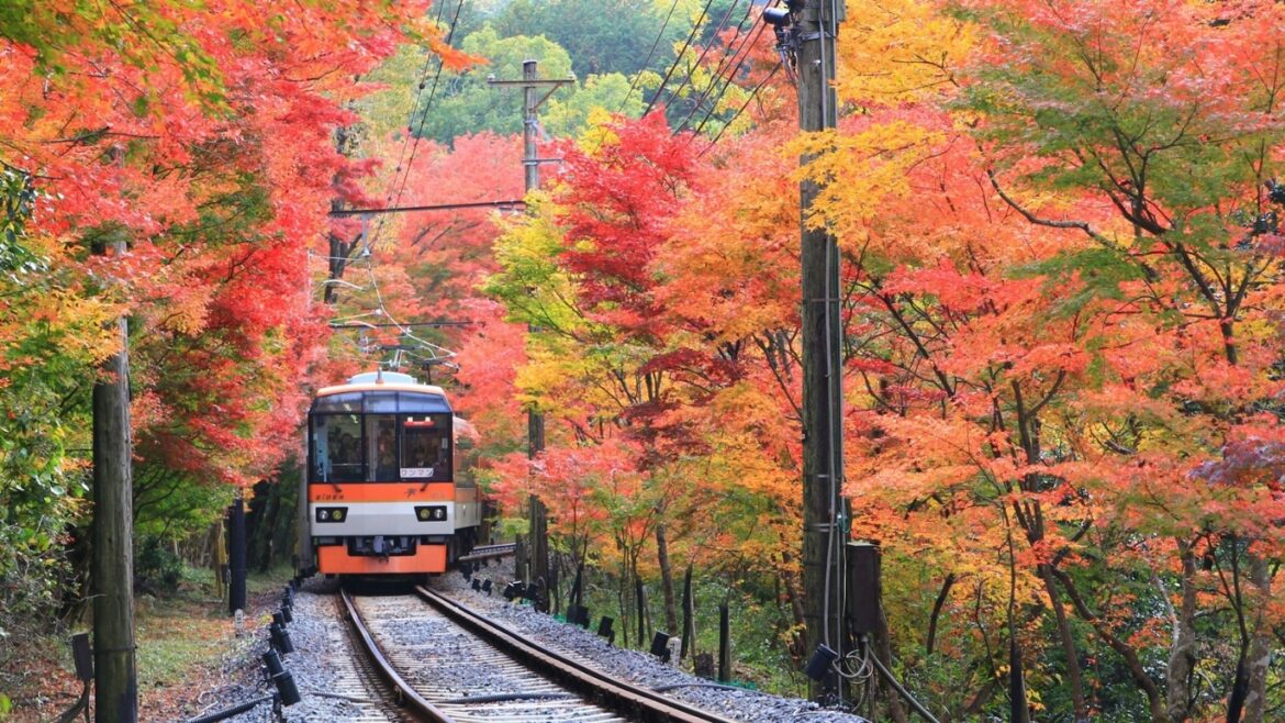 The spectacular momiji tunnel train in Kyoto is running until mid-December