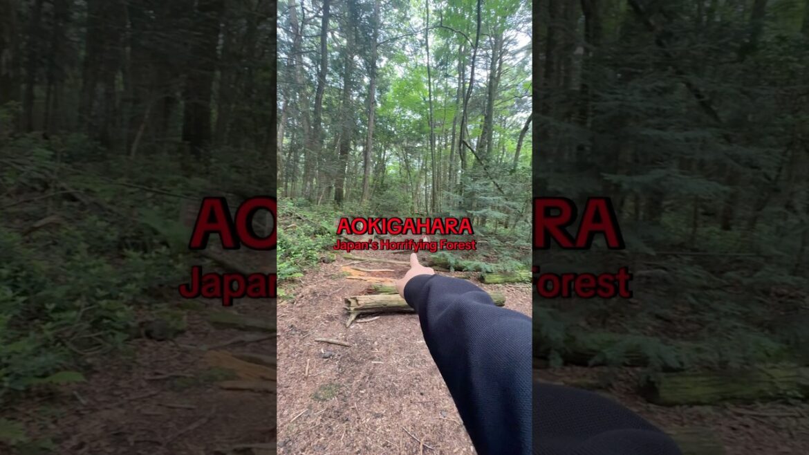 It’s heartbreaking to walk through this forest .. Aokigahara #haunted