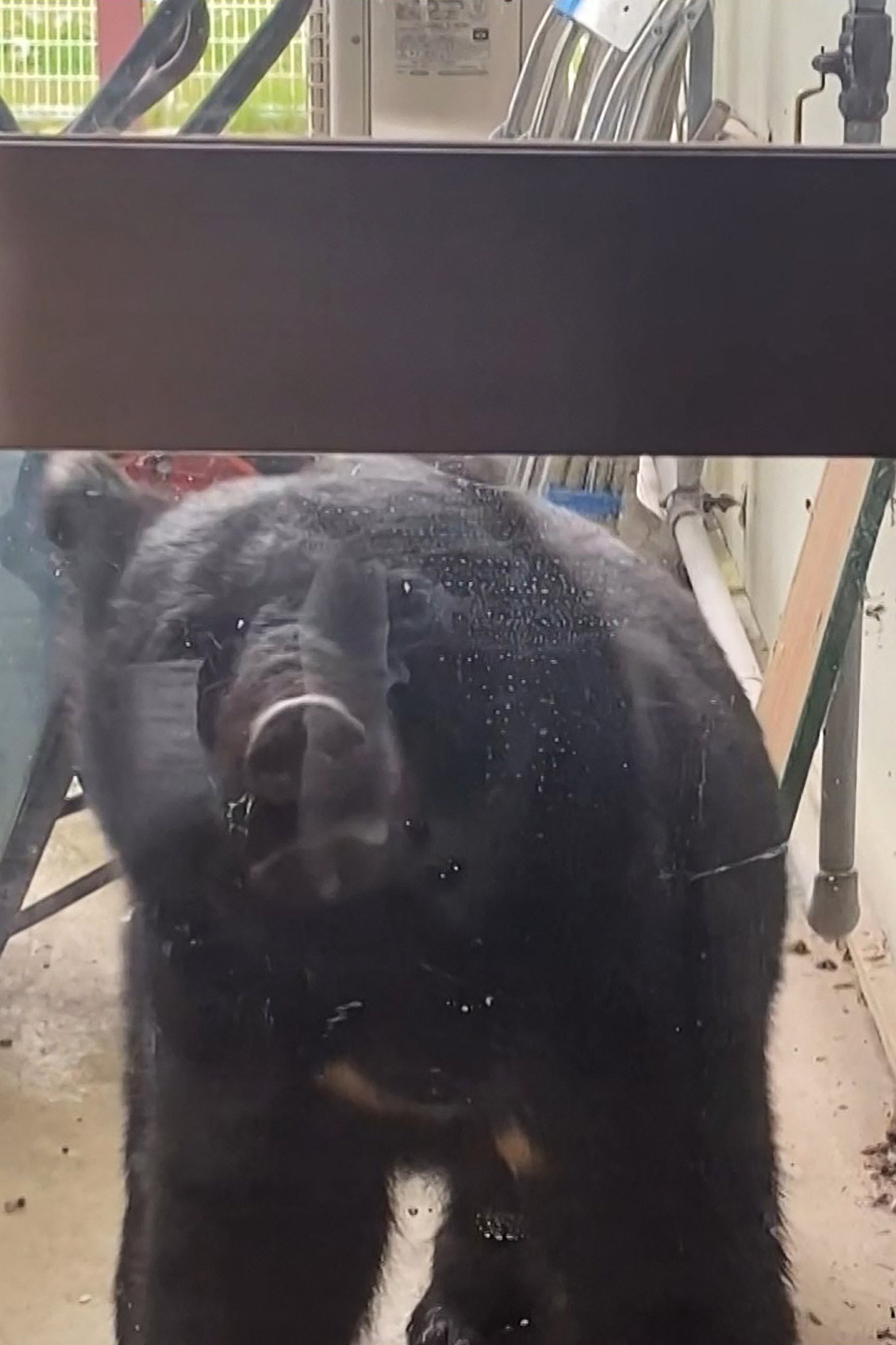 The Environment Ministry of Japan recorded 20,792 bear sightings nationwide between April and September. Photo: AFP The Environment Ministry of Japan recorded 20,792 bear sightings nationwide between April and September. Photo: AFP