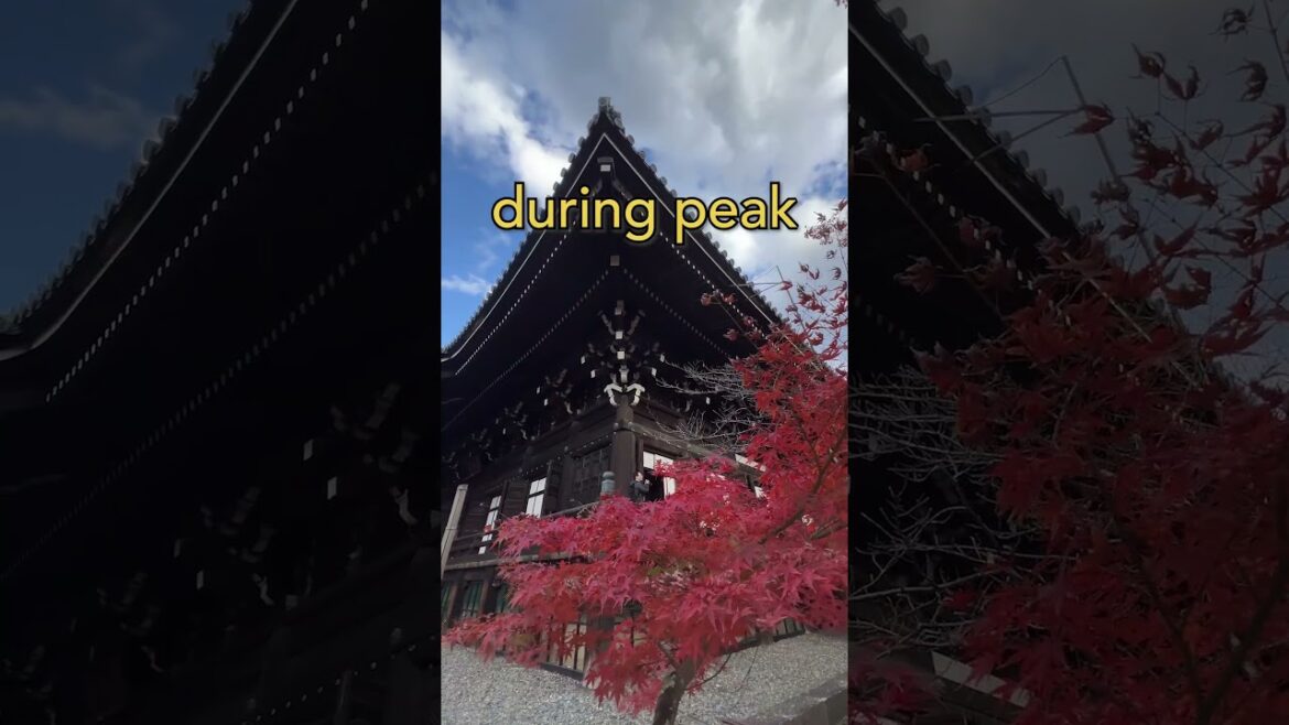 You MUST come here if you visit Kyoto; trust me 🤝 #kyoto #fallcolors #japan