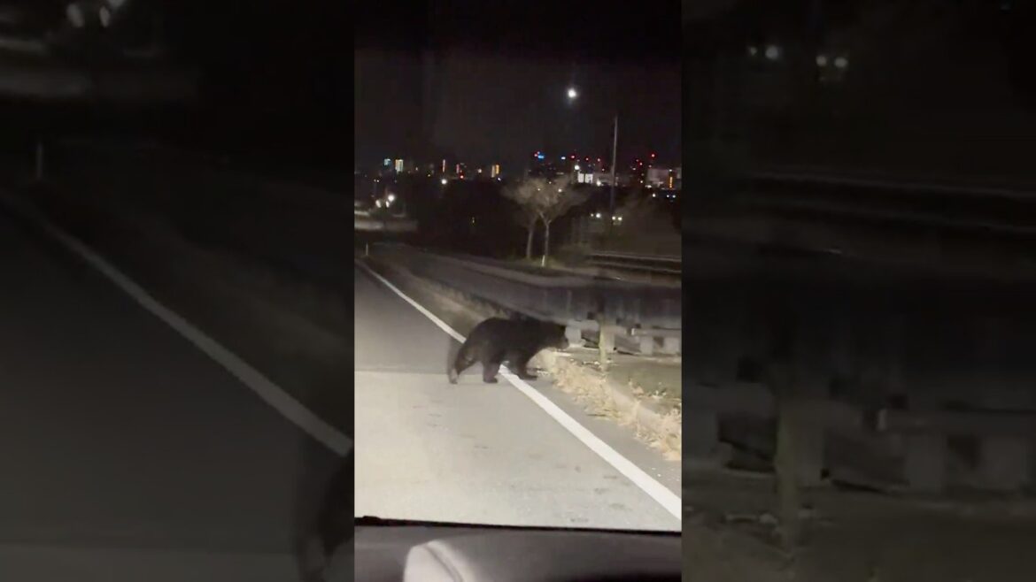 I just encountered a bear in Akita, Japan! 11/17/2025 12 AM I just encountered a bear in Akita, Japan! 11/17/2025 12 AM