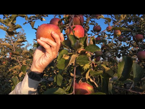 Oct 25 Japan – Part 2 (Aomori – Hirosaki Castle, Hirosaki Apple Park, Lake Towada) Oct 25 Japan - Part 2 (Aomori - Hirosaki Castle, Hirosaki Apple Park, Lake Towada)