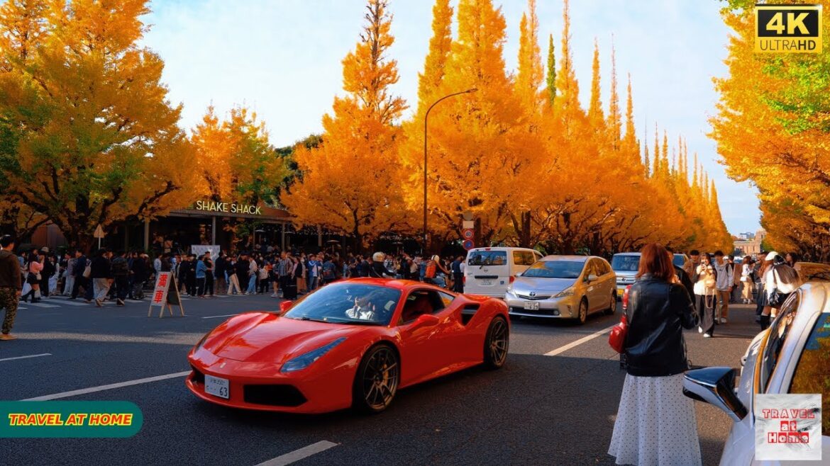 4K HDR Japan travel 2025 | Stroll Through the Golden Ginkgo Trees at Meiji Jingu Gaien in Autumn 4K HDR Japan travel 2025 | Stroll Through the Golden Ginkgo Trees at Meiji Jingu Gaien in Autumn