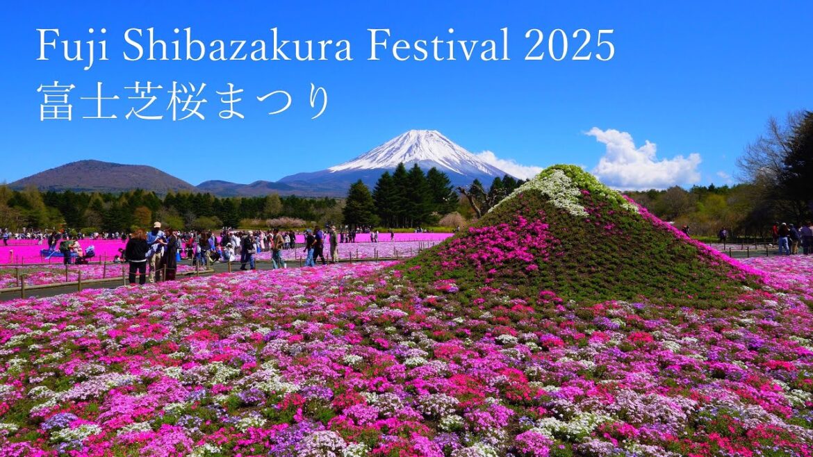 Fuji Shibazakura (Moss Phlox) Festival 2025 and the World of Peter Rabbit!