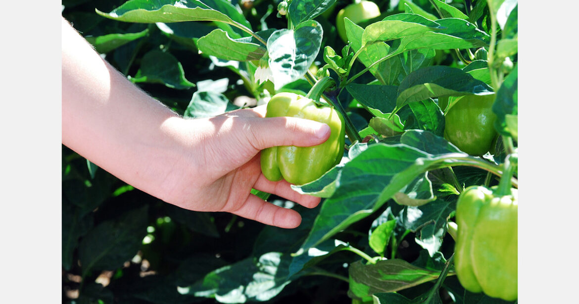 Japanese businessmen visit El Ejido to learn about its agricultural model
