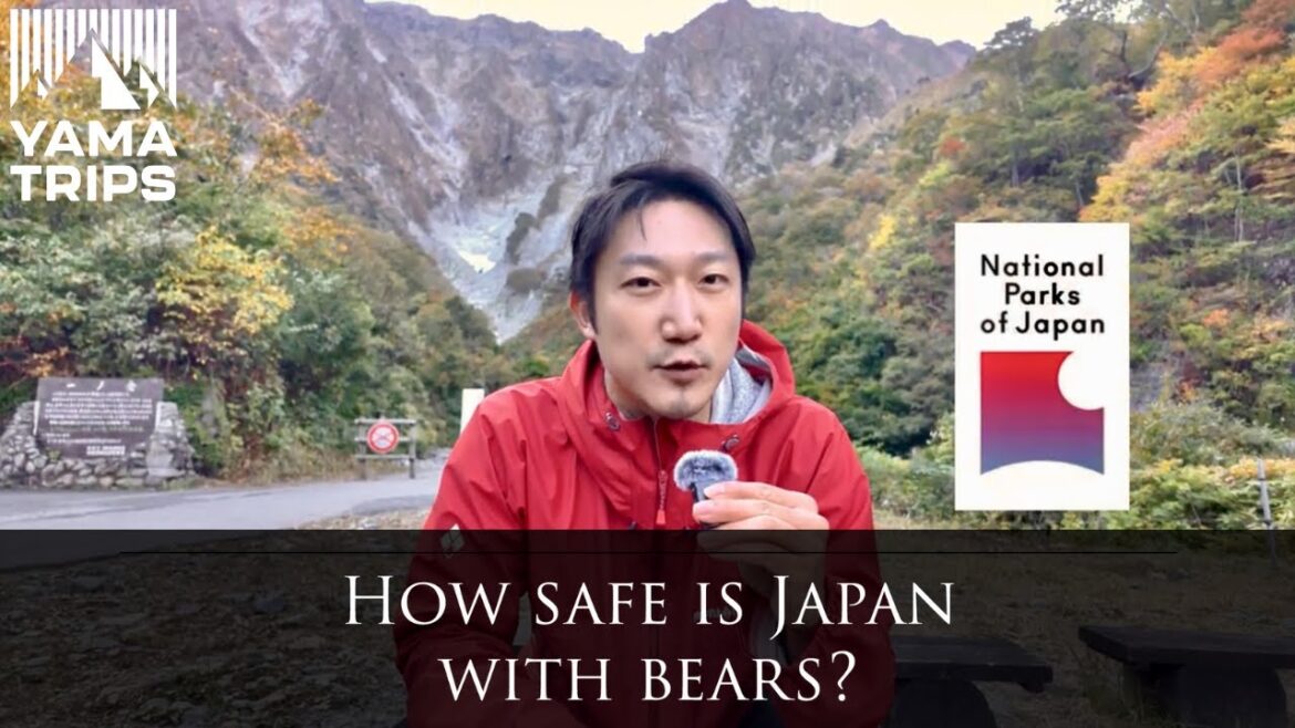 What No One Tells You About Bears in Japan What No One Tells You About Bears in Japan