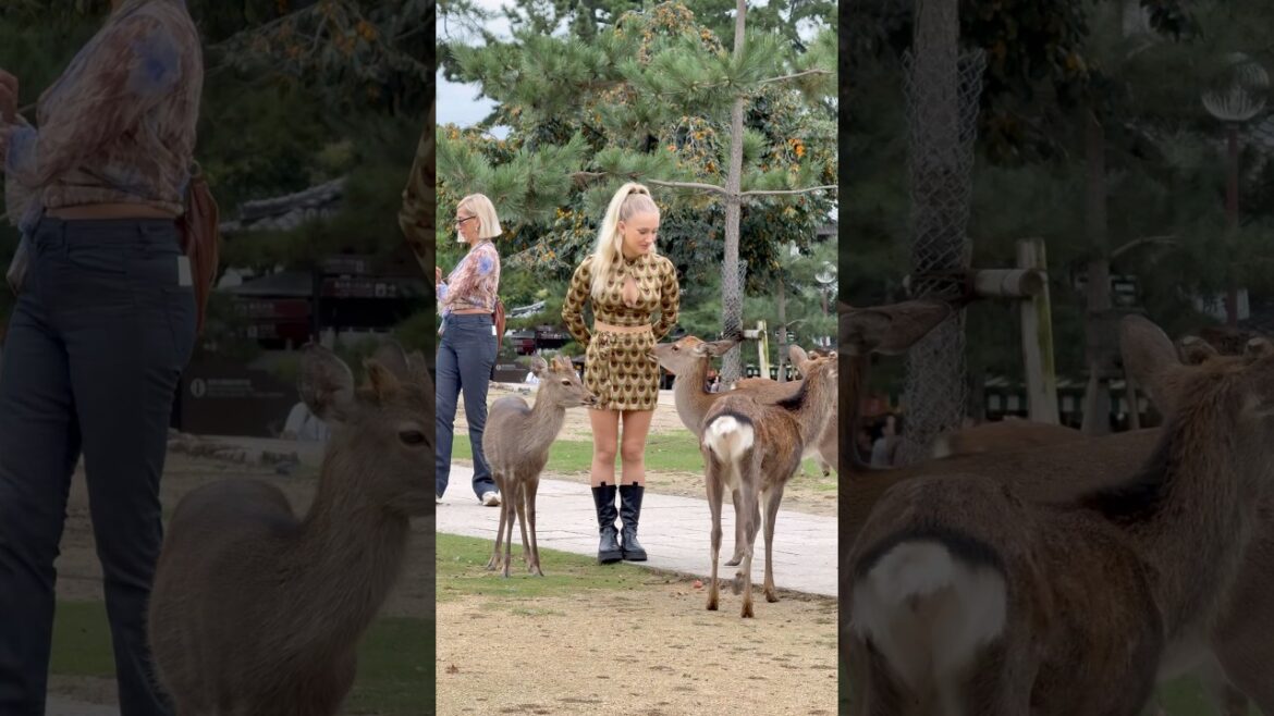 Foreign Tourists Fall in Love 💕 with Cute Nara Park Deer