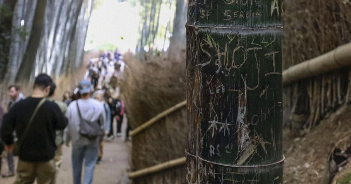 Famous bamboo grove in Kyoto trimmed to prevent graffiti carving