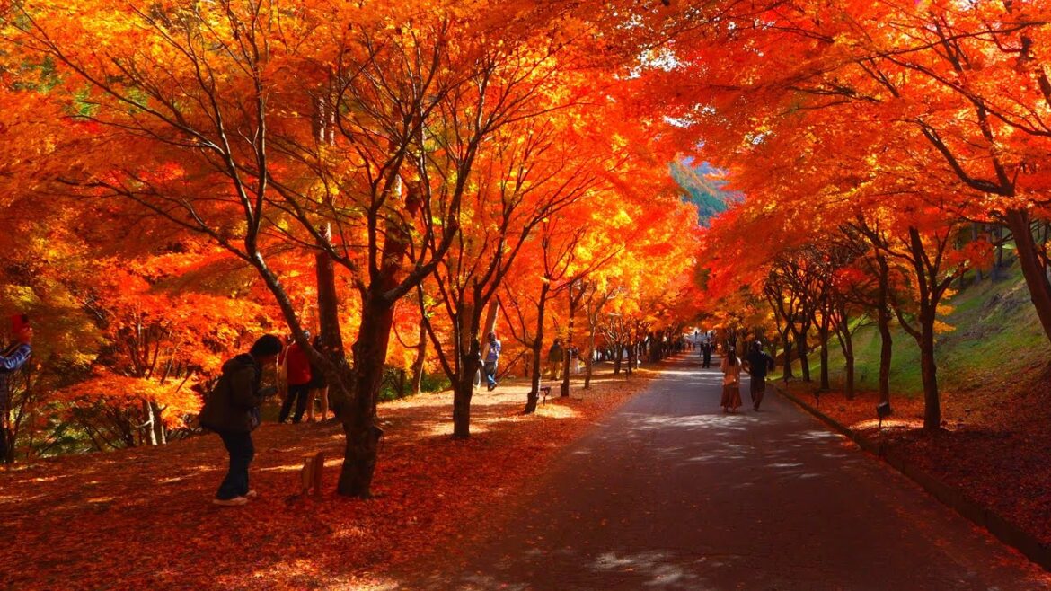Japan's best autumn foliage, Lake Momiji daytime and illuminated!