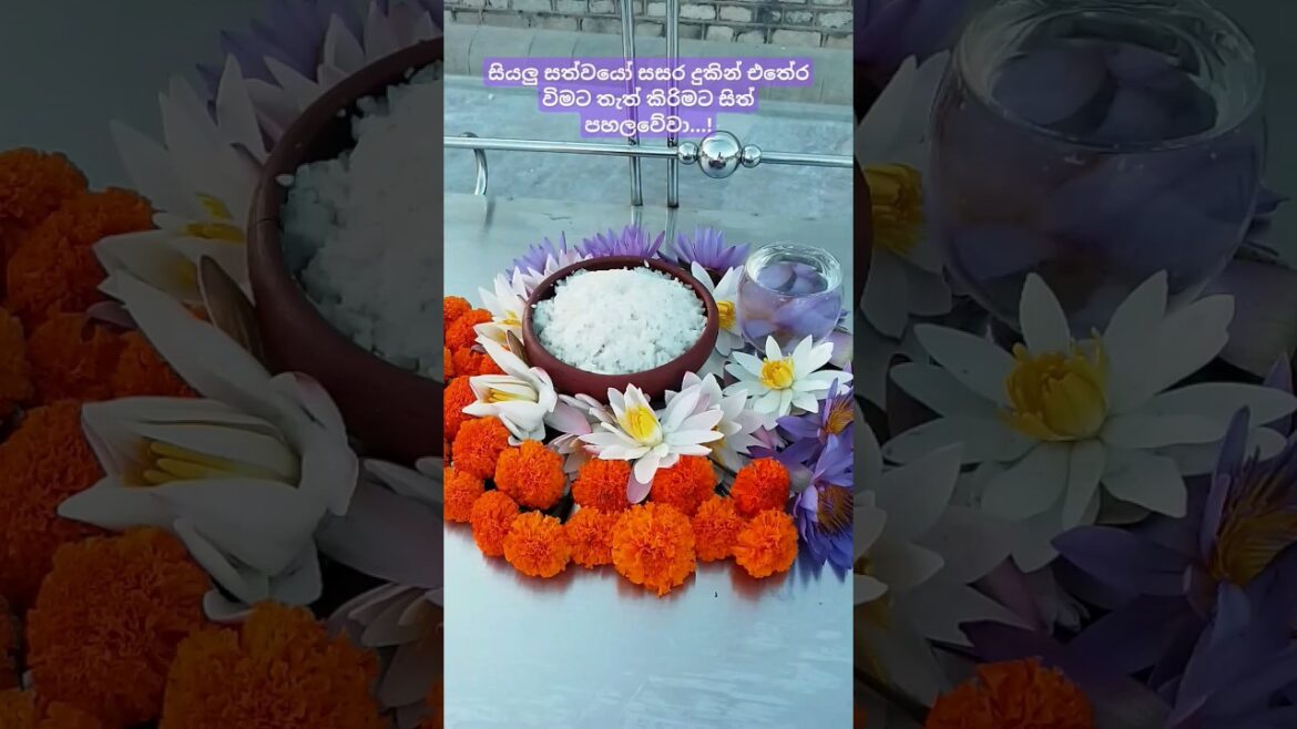 නලල තියෙන්නේ කොහෙද බලන්න😳🤔🏵️🌺🙏 ruwanwalimahasaya wandana kirima#ruwanweliseya #travel #subscribe 🌺🙏🙏