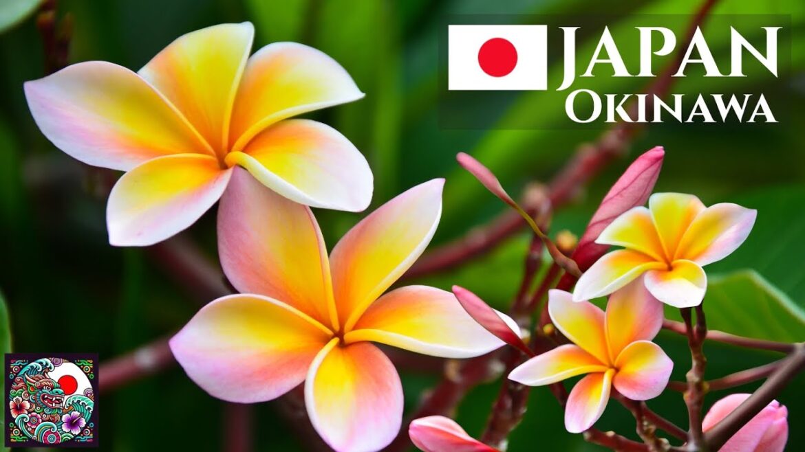 Japan Okinawa Walking Tour | Discover Tropical Botanical Gardens, Plants & Flowers