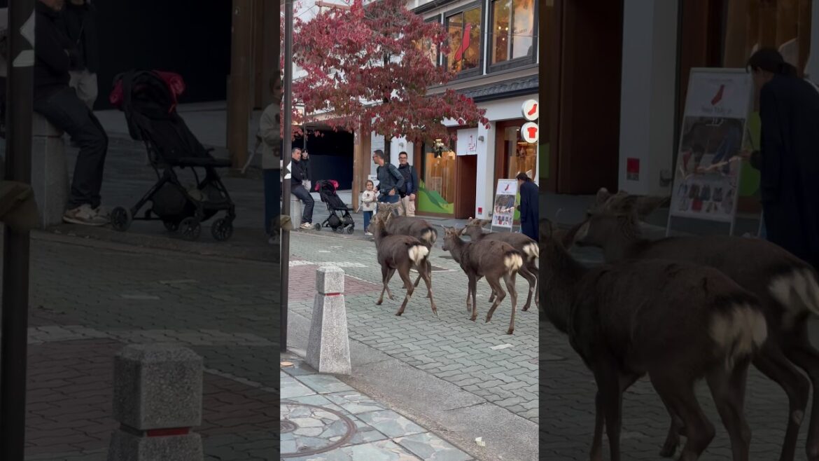 奈良の可愛い鹿が観光客をどこまでも追いかける | Japan Travel Vlog