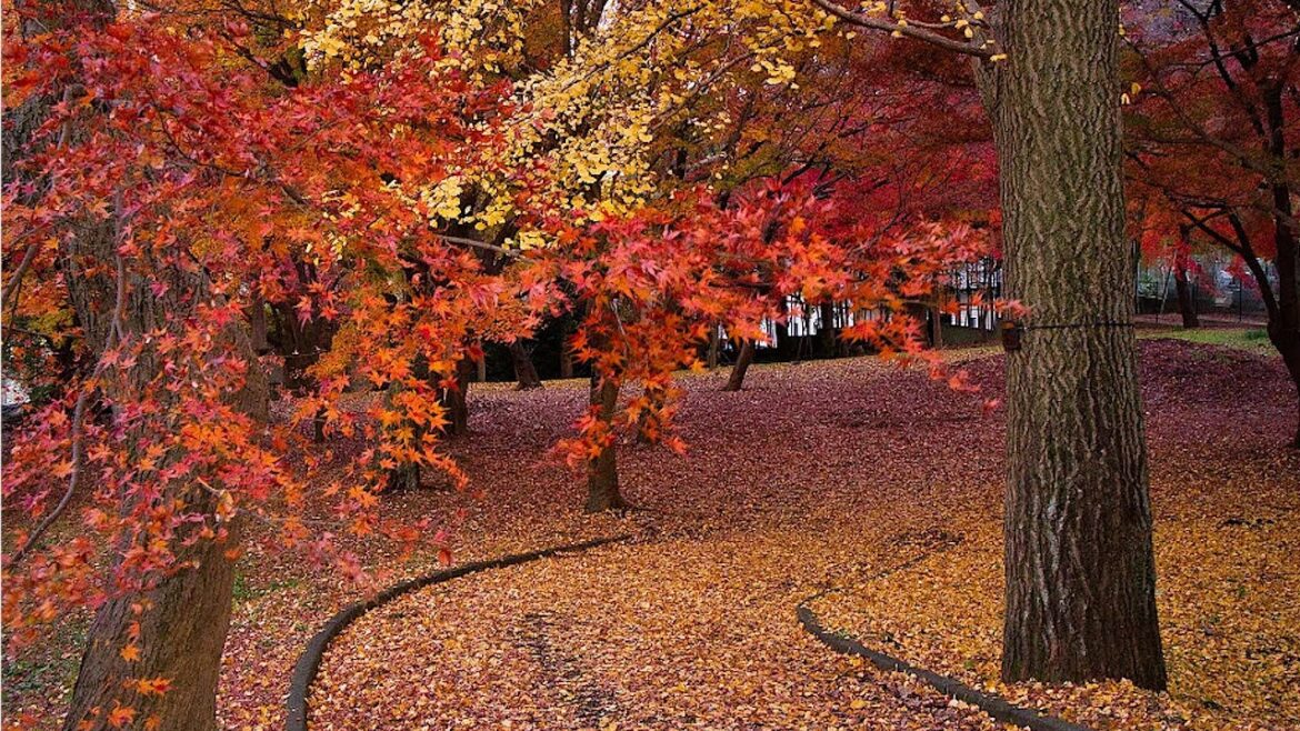 An Autumn Morning Walk in Ichikawa, Chiba! | JAPAN LIVE STREAMS 2025
