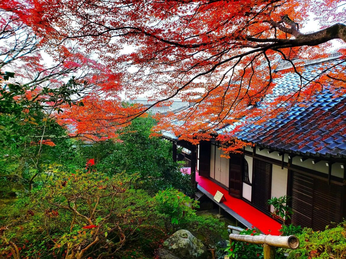 Visit the rarely opened Reikanji Temple in Kyoto for autumn leaves