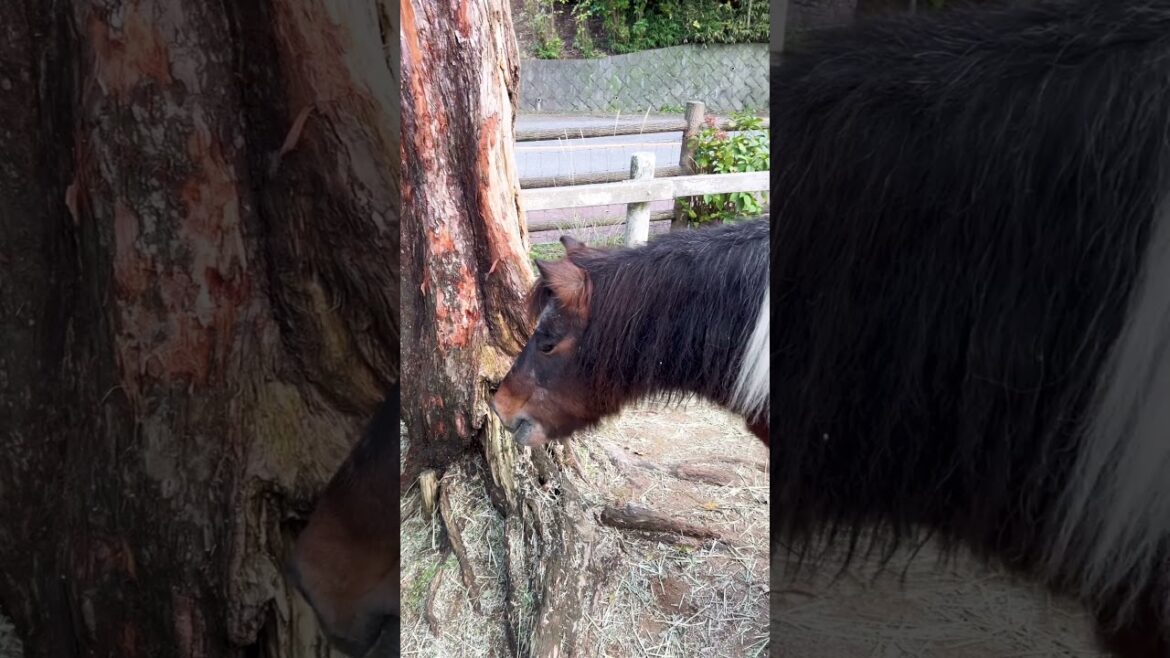 【KOBE】Must-See Tourist Attraction - Rokkousan Pasture