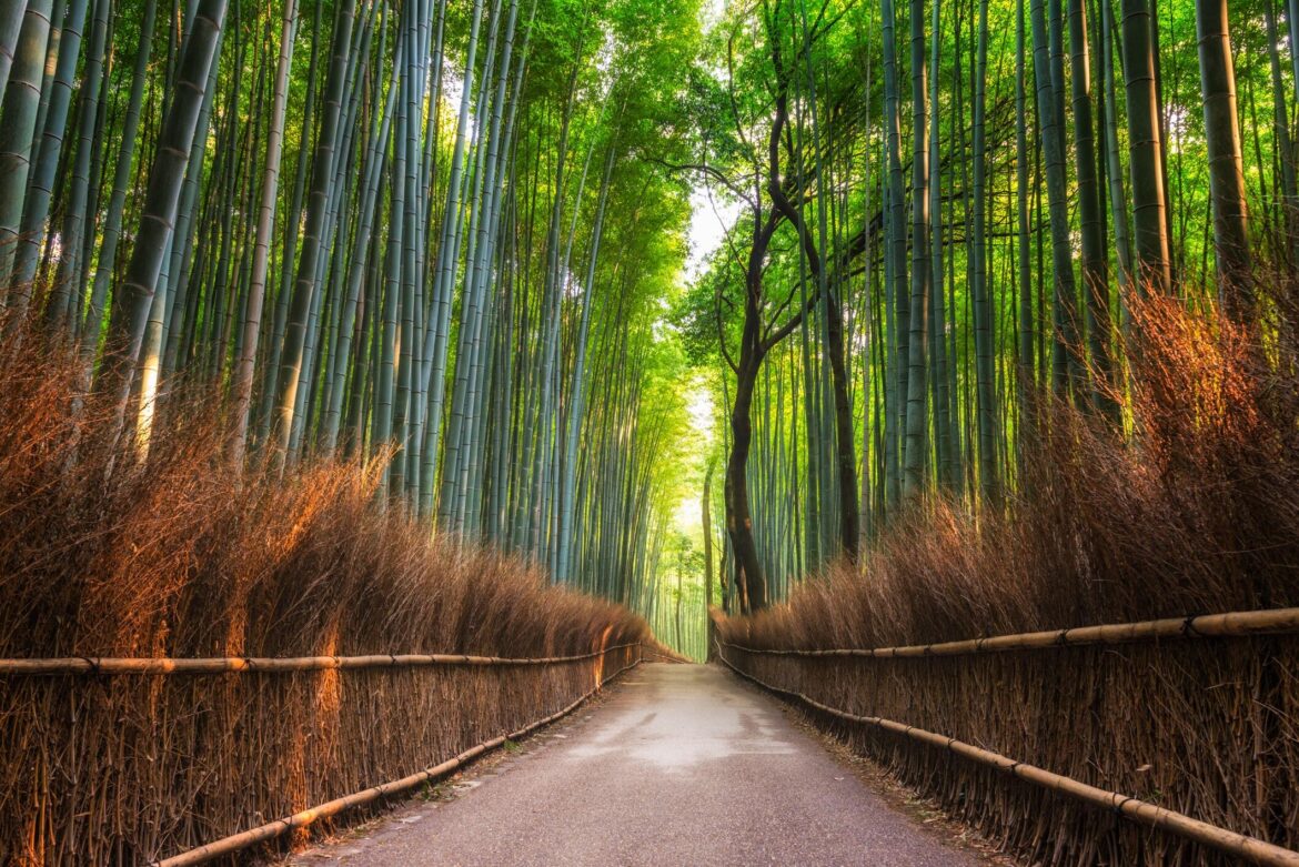 Kyoto's Arashiyama Bamboo Forest forced to cut bamboo to combat graffiti vandalism