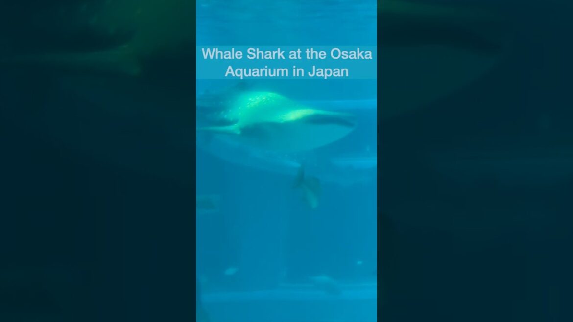 Whale Shark at the Osaka Aquarium KAIYUKAN | Japan #shorts #japan #osaka