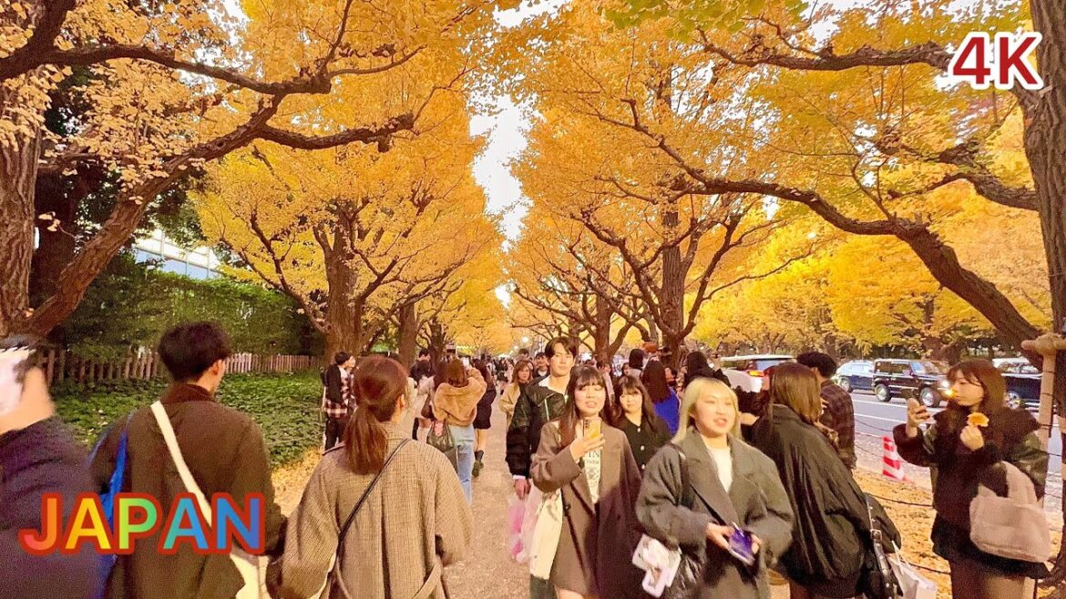 Fall Foliage View in Tokyo. Walking tour  from Jingu Gaien  Gingko Avenue to Omotesando. Japan.