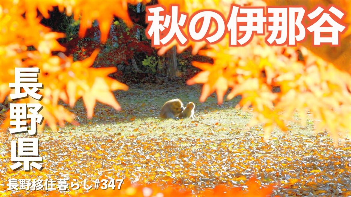 【長野移住】新しくできた道の駅と秋の伊那谷を最新コンパクト大容量ポタ電持って行ってみた!!｜遠山郷 かぐらの湯｜伊那谷｜DELTA 3 1000 AIR｜ドライブ｜田舎暮らし｜長野県｜4K