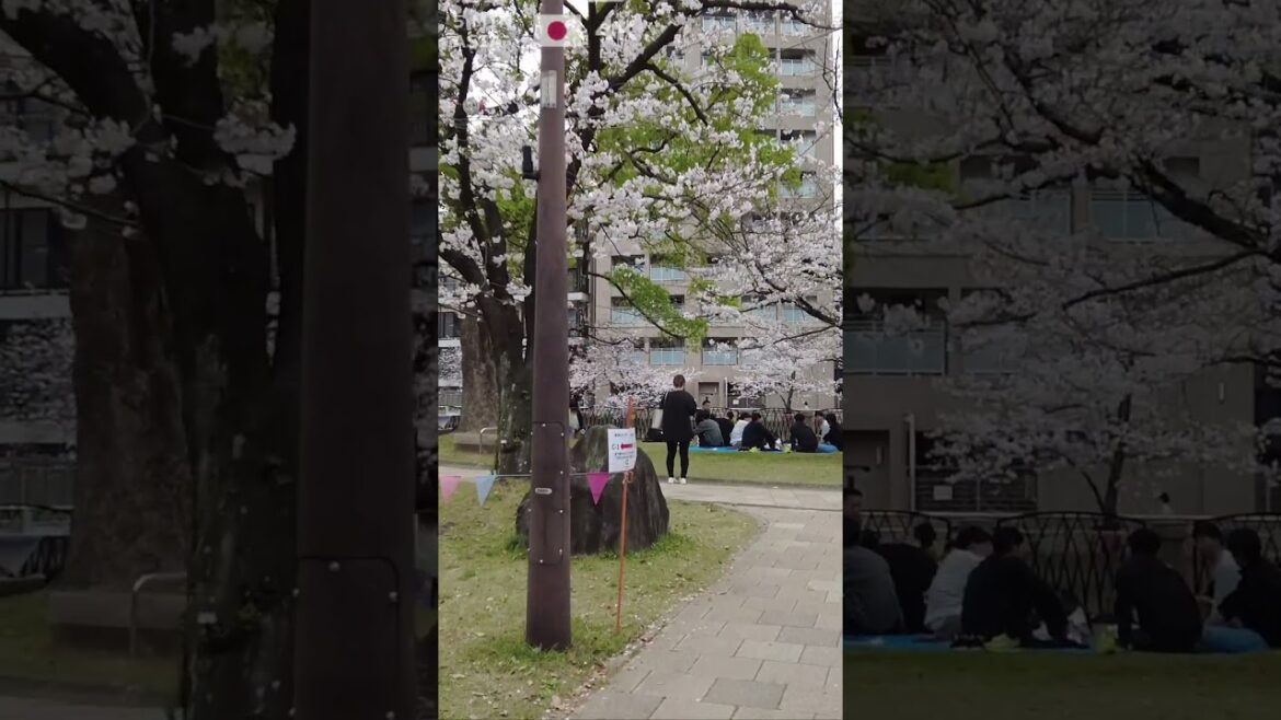 🇯🇵 Visit #Fukuoka in #Japan with us! #Shorts