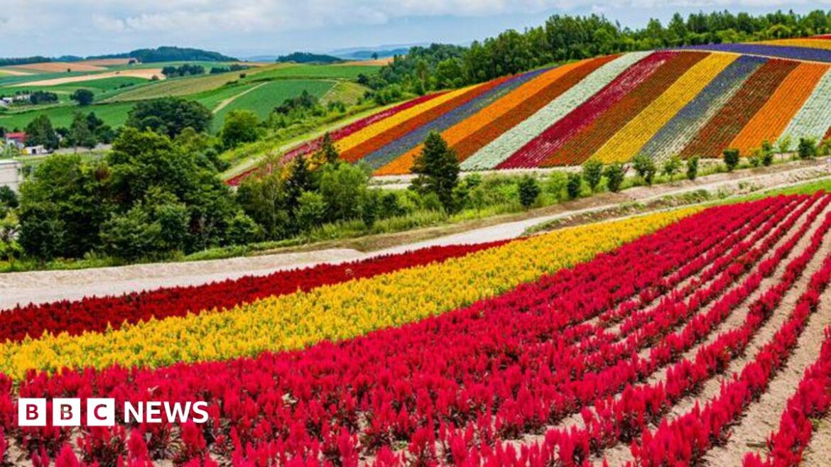Japan’s gamble to turn island of flowers into global chip hub Colorful scenery of the flower garden at Shikisai-no-oka, Biei, Hokkaido, Japan