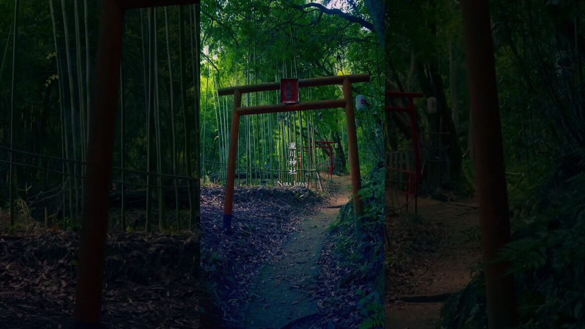 廃神社から復活を遂げた神社 瀧川神社 Takigawa Shrine #shorts #travel #japan #秘境 #旅