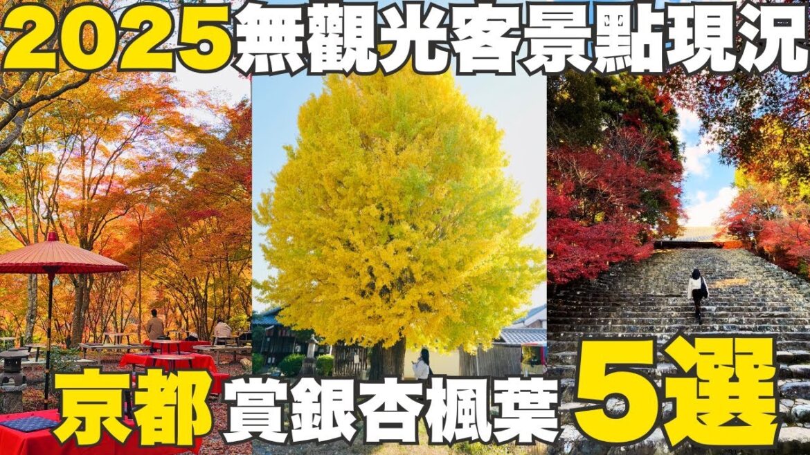 2025京都賞楓、銀杏京都自由行秋季散步5選🍁沒有陸客恢復寧靜的京都現況！慧光寺大銀杏、西本願寺、高雄、知恩院、堀川今出川｜福岡女孩京都自由行ep61